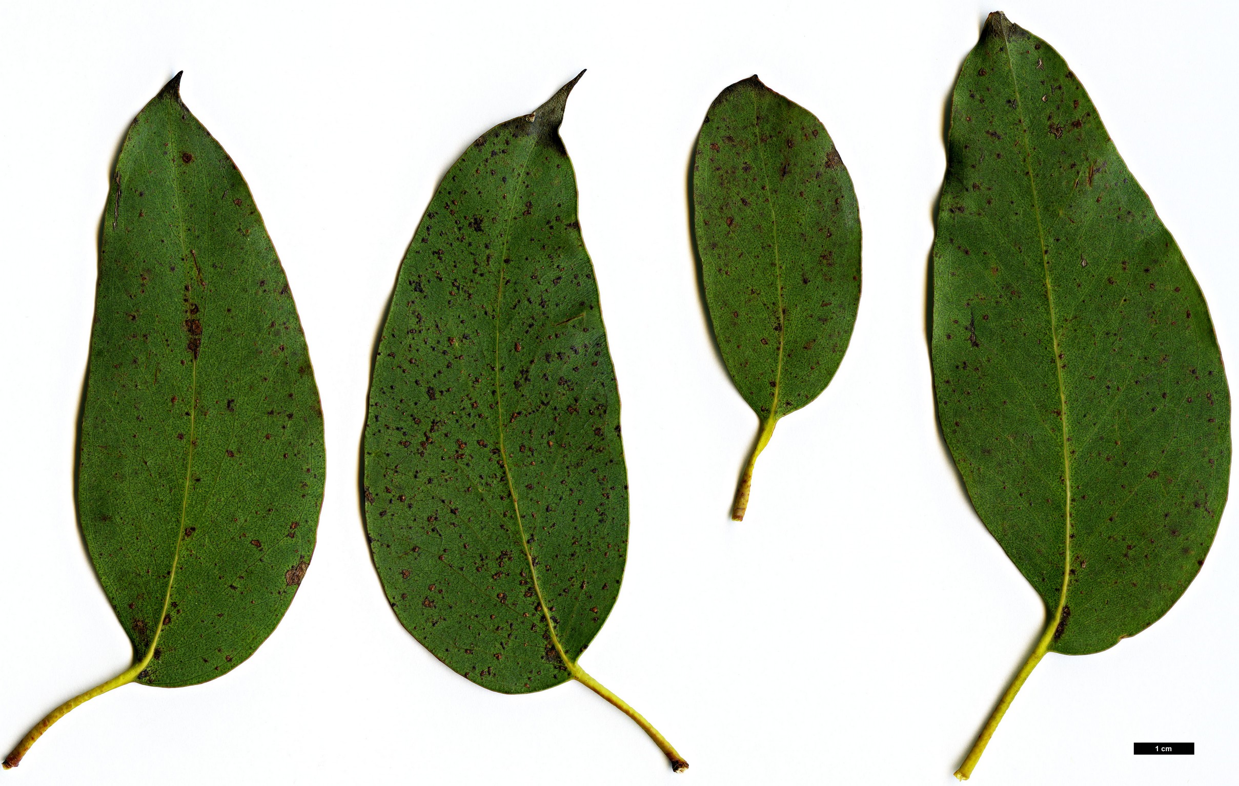 High resolution image: Family: Myrtaceae - Genus: Eucalyptus - Taxon: delegatensis - SpeciesSub: subsp. tasmaniensis